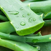 Aloe Arborescens