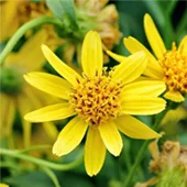 Arnica