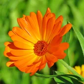 Calendula